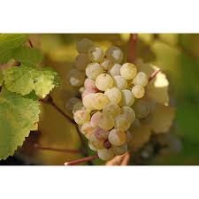 Beogradaszka bezszemena