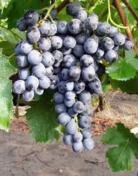 Bíró kékje „Léna”