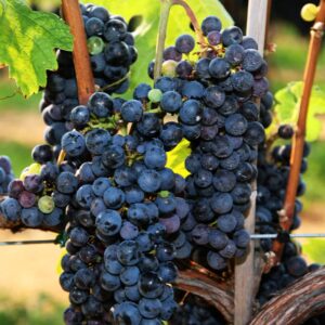 Cabernet Franc