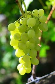 Kozma Pálné muskotály