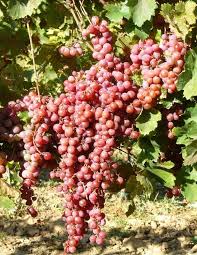 Mathiász Jánosné muskotály