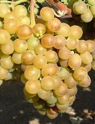 Pölöskei Muskotály