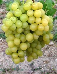 Szőlőskertek királynője