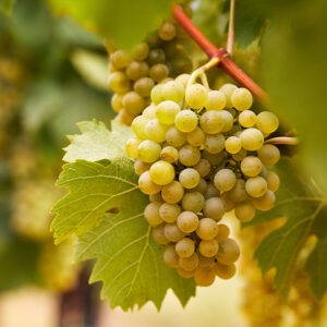 Chardonnay – konténeres