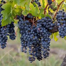 Merlot – konténeres