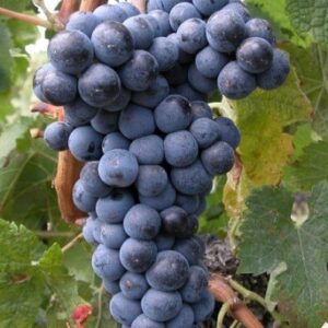 Merlot – konténeres