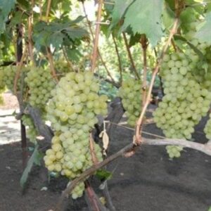 Valek – konténeres